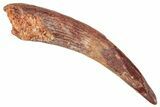 Fossil Pterosaur (Siroccopteryx) Tooth - Morocco #295172-1